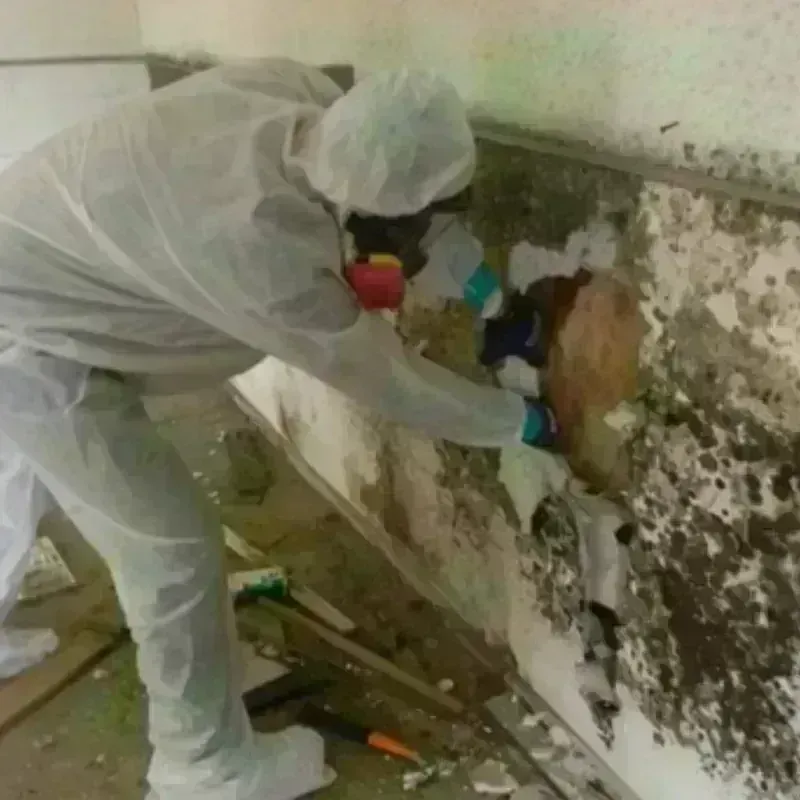 Mold Remediation and Removal in Mineral County, CO